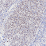 LMO2 Antibody in Immunohistochemistry (Paraffin) (IHC (P))
