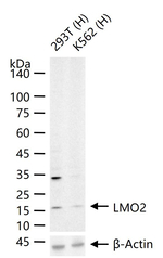 LMO2 Antibody in Western Blot (WB)