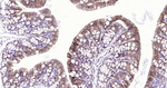 delta Catenin Antibody in Immunohistochemistry (Paraffin) (IHC (P))
