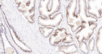 delta Catenin Antibody in Immunohistochemistry (Paraffin) (IHC (P))