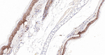 delta Catenin Antibody in Immunohistochemistry (Paraffin) (IHC (P))