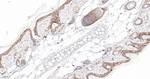 delta Catenin Antibody in Immunohistochemistry (Paraffin) (IHC (P))