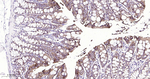 delta Catenin Antibody in Immunohistochemistry (Paraffin) (IHC (P))