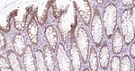 delta Catenin Antibody in Immunohistochemistry (Paraffin) (IHC (P))