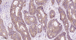 delta Catenin Antibody in Immunohistochemistry (Paraffin) (IHC (P))