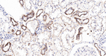 delta Catenin Antibody in Immunohistochemistry (Paraffin) (IHC (P))