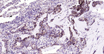 delta Catenin Antibody in Immunohistochemistry (Paraffin) (IHC (P))