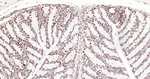 ERCC1 Antibody in Immunohistochemistry (Paraffin) (IHC (P))