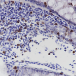 CD7 Antibody in Immunohistochemistry (Paraffin) (IHC (P))