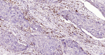 CD7 Antibody in Immunohistochemistry (Paraffin) (IHC (P))