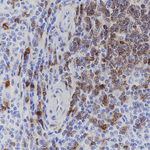 CD7 Antibody in Immunohistochemistry (Paraffin) (IHC (P))