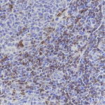 CD7 Antibody in Immunohistochemistry (Paraffin) (IHC (P))