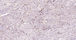 CD7 Antibody in Immunohistochemistry (Paraffin) (IHC (P))
