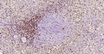 CD7 Antibody in Immunohistochemistry (Paraffin) (IHC (P))