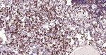 CD7 Antibody in Immunohistochemistry (Paraffin) (IHC (P))