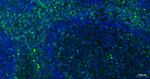 CD7 Antibody in Immunohistochemistry (Paraffin) (IHC (P))