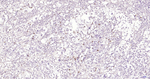 CD7 Antibody in Immunohistochemistry (Paraffin) (IHC (P))
