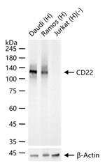 CD22 Antibody in Western Blot (WB)