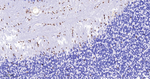 SOX10 Antibody in Immunohistochemistry (Paraffin) (IHC (P))