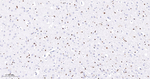 SOX10 Antibody in Immunohistochemistry (Paraffin) (IHC (P))
