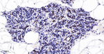 SOX10 Antibody in Immunohistochemistry (Paraffin) (IHC (P))