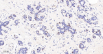 SOX10 Antibody in Immunohistochemistry (Paraffin) (IHC (P))