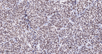 SOX10 Antibody in Immunohistochemistry (Paraffin) (IHC (P))