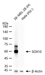 SOX10 Antibody in Western Blot (WB)