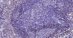 CD79b Antibody in Immunohistochemistry (Paraffin) (IHC (P))