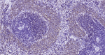 CD79b Antibody in Immunohistochemistry (Paraffin) (IHC (P))