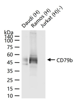 CD79b Antibody in Western Blot (WB)