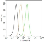 Nkx2.1 Antibody in Flow Cytometry (Flow)