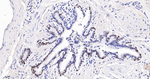 Nkx2.1 Antibody in Immunohistochemistry (Paraffin) (IHC (P))