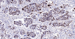 Nkx2.1 Antibody in Immunohistochemistry (Paraffin) (IHC (P))