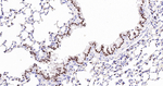 Nkx2.1 Antibody in Immunohistochemistry (Paraffin) (IHC (P))