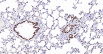 Nkx2.1 Antibody in Immunohistochemistry (Paraffin) (IHC (P))