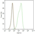 CD21 Recombinant Rabbit Monoclonal Antibody (C12B9)