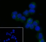 CD21 Antibody in Immunocytochemistry (ICC/IF)