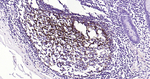 CD21 Antibody in Immunohistochemistry (Paraffin) (IHC (P))
