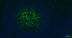 CD35 Recombinant Rabbit Monoclonal Antibody (1A11)