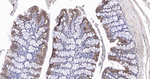 Claudin 1 Antibody in Immunohistochemistry (Paraffin) (IHC (P))