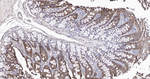 Claudin 1 Antibody in Immunohistochemistry (Paraffin) (IHC (P))