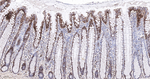 Claudin 1 Antibody in Immunohistochemistry (Paraffin) (IHC (P))