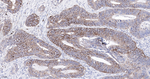 Claudin 1 Recombinant Rabbit Monoclonal Antibody (G5B9)