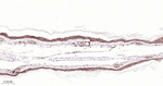 Claudin 1 Antibody in Immunohistochemistry (Paraffin) (IHC (P))
