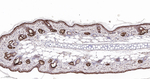 Claudin 1 Antibody in Immunohistochemistry (Paraffin) (IHC (P))