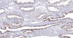 Claudin 1 Antibody in Immunohistochemistry (Paraffin) (IHC (P))