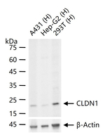 Claudin 1 Antibody in Western Blot (WB)