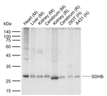 SDHB Monoclonal Antibody (G12G2)