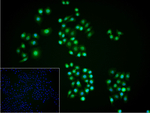 HDAC3 Monoclonal Antibody (C12C4)